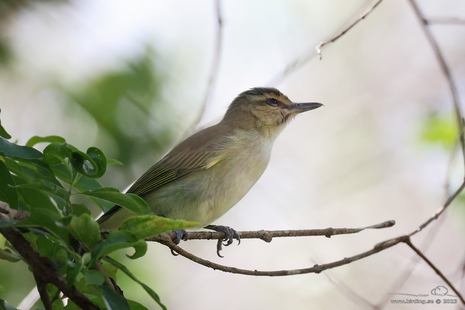 BLACK-WHISKERED VIREO (Vireo altiloquus)- Stng / Close